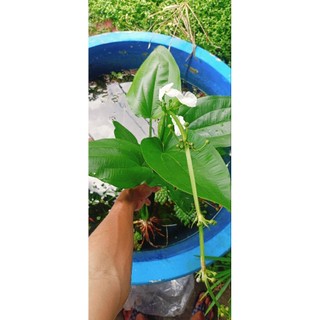 Cây Bách thủy tiên ( cây lan nước) cây trưởng thành cao từ 30cm đến 60cm