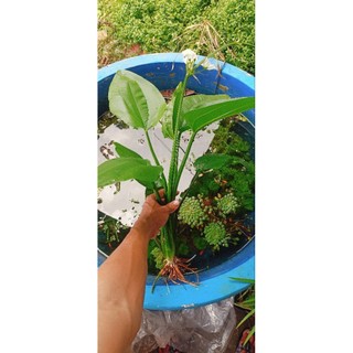 Cây Bách thủy tiên ( cây lan nước) cây trưởng thành cao từ 30cm đến 60cm