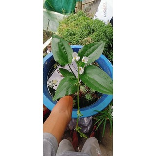 Cây Bách thủy tiên ( cây lan nước) cây trưởng thành cao từ 30cm đến 60cm