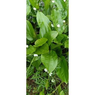 Cây Bách thủy tiên ( cây lan nước) cây trưởng thành cao từ 30cm đến 60cm