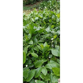 Cây Bách thủy tiên ( cây lan nước) cây trưởng thành cao từ 30cm đến 60cm