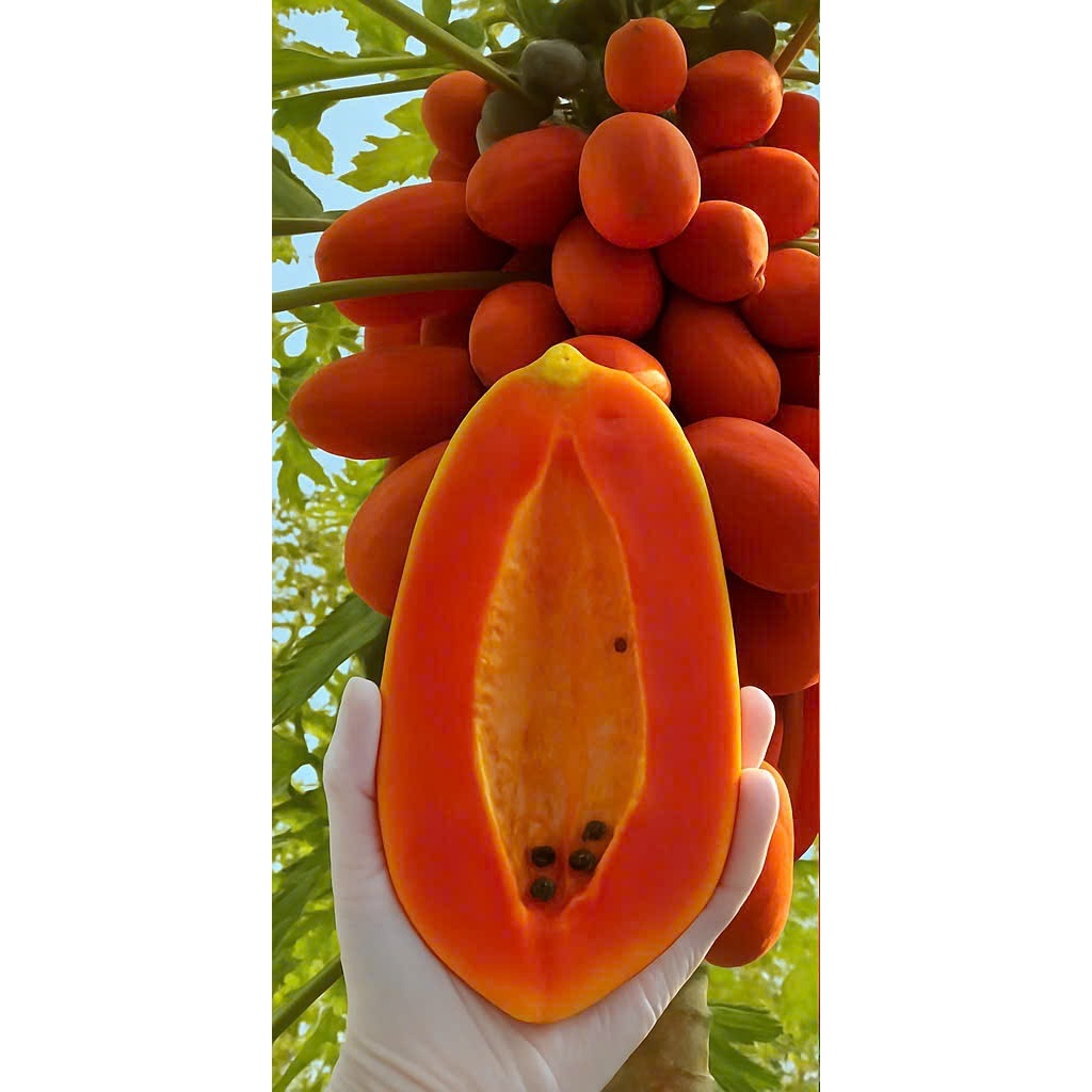 Hạt Giống Đu Đủ Vỏ Đỏ F1 | Thịt Cam Đỏ, Ít Hạt, Ngọt Đậm