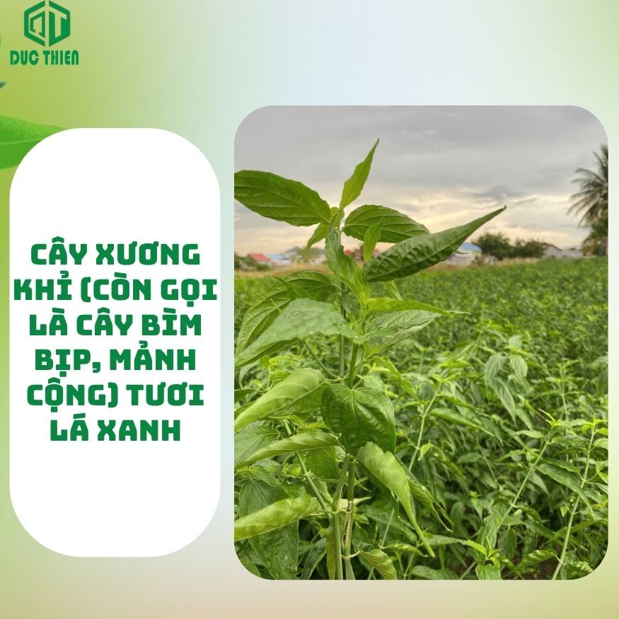 Cây Xương Khỉ (Cây Bìm Bịp) Loại 1 Đức Thiện (Khô, Sạch, Thơm) - Hỗ Trợ Ung Thư, Men Gan Cao
