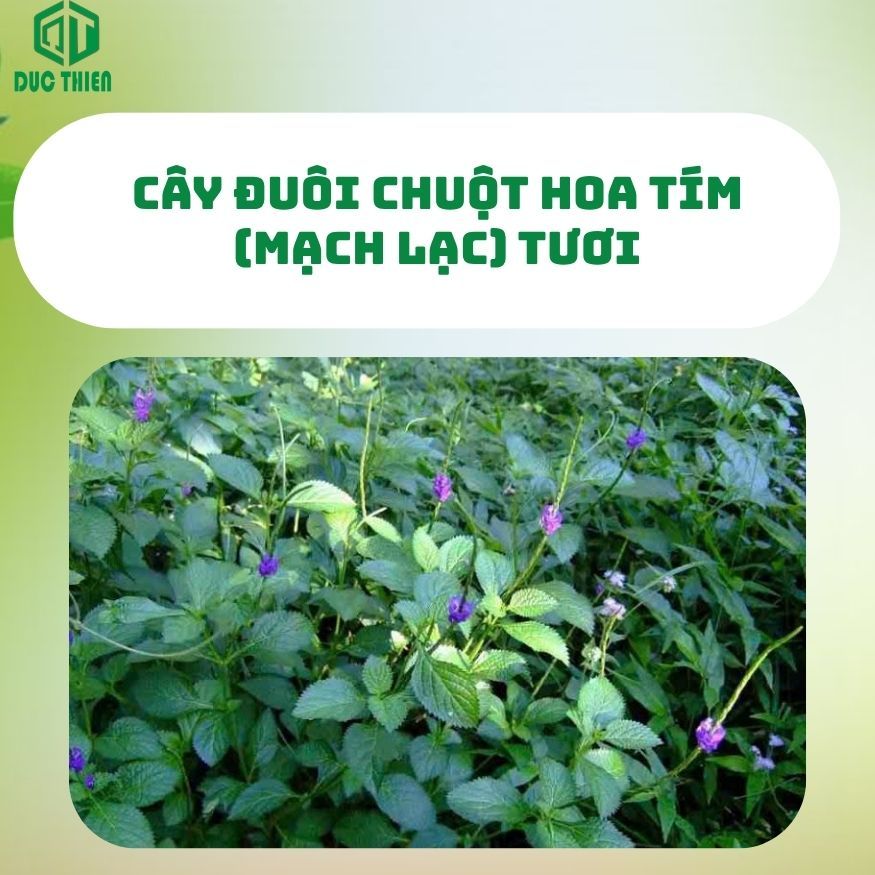 500g, 1kg Cây Đuôi Chuột Hoa Tím (Mạch Lạc) Loại 1 Đức Thiện - Hỗ Trợ Vấn Đề Hở Van Tim, Lợi Tiểu