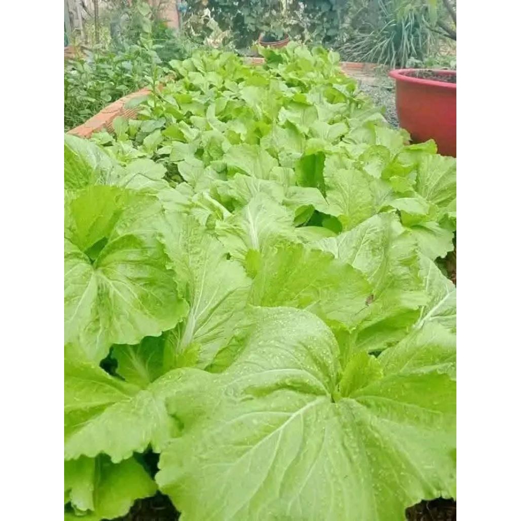 Hạt Giống Cải Bẹ Vàng Lá Lớn ❤️10 gam Hàng xịn Chất Lượng