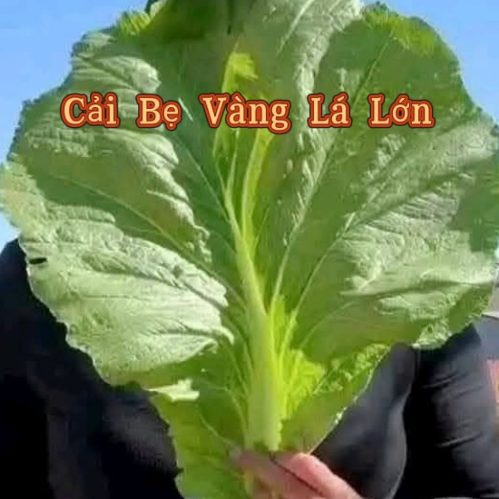 Hạt Giống Cải Bẹ Vàng Lá Lớn ❤️10 gam Hàng xịn Chất Lượng