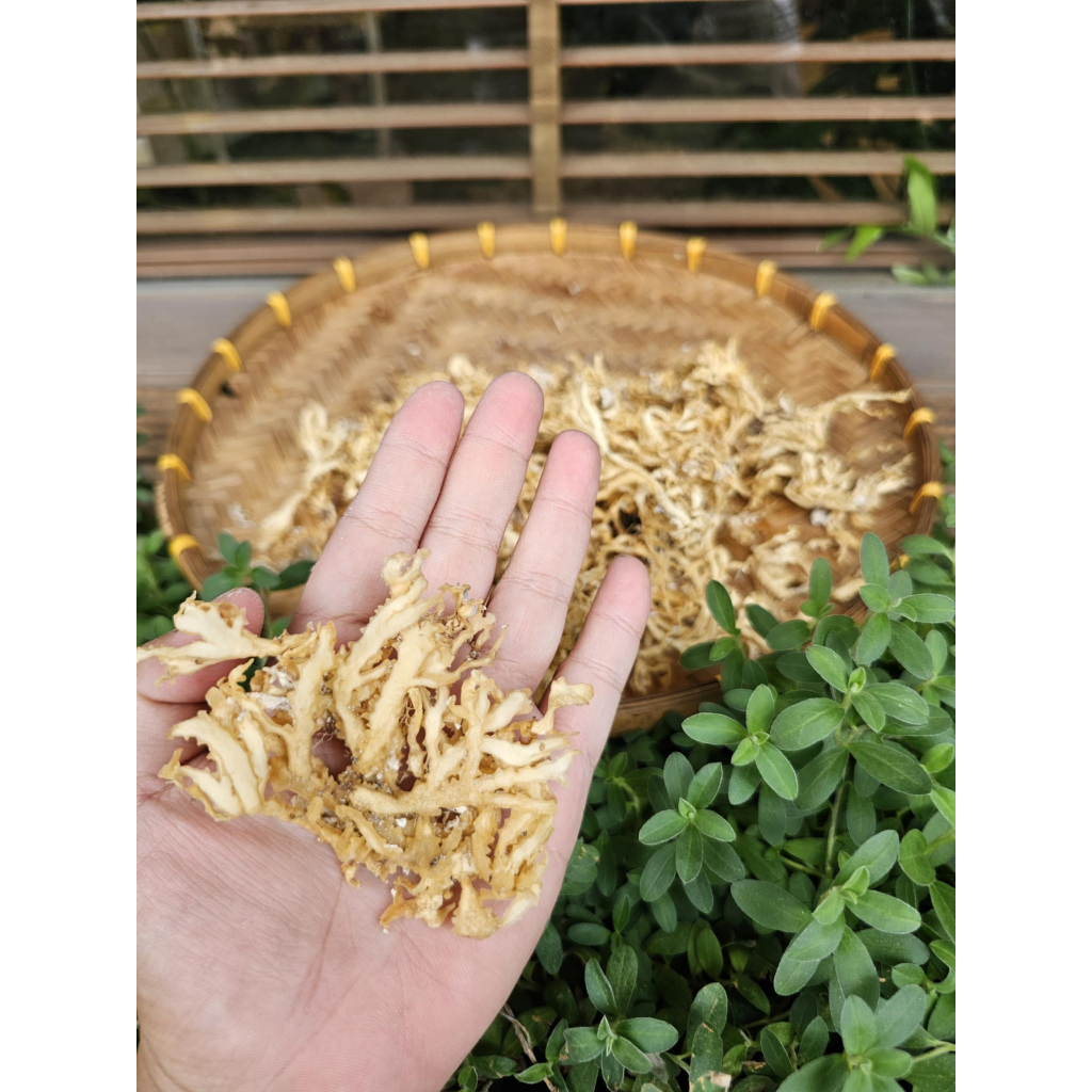 Rong Chân Vịt - Rau câu chân vịt đảo Lý Sơn Quảng Ngãi | Shopee Việt Nam