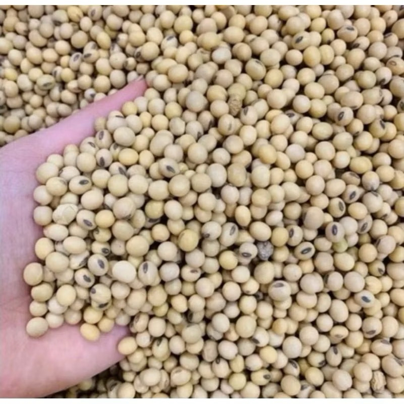 (Sỉ 10 kg  ) Đỗ tương vàng, đậu nành sống - 10 kg