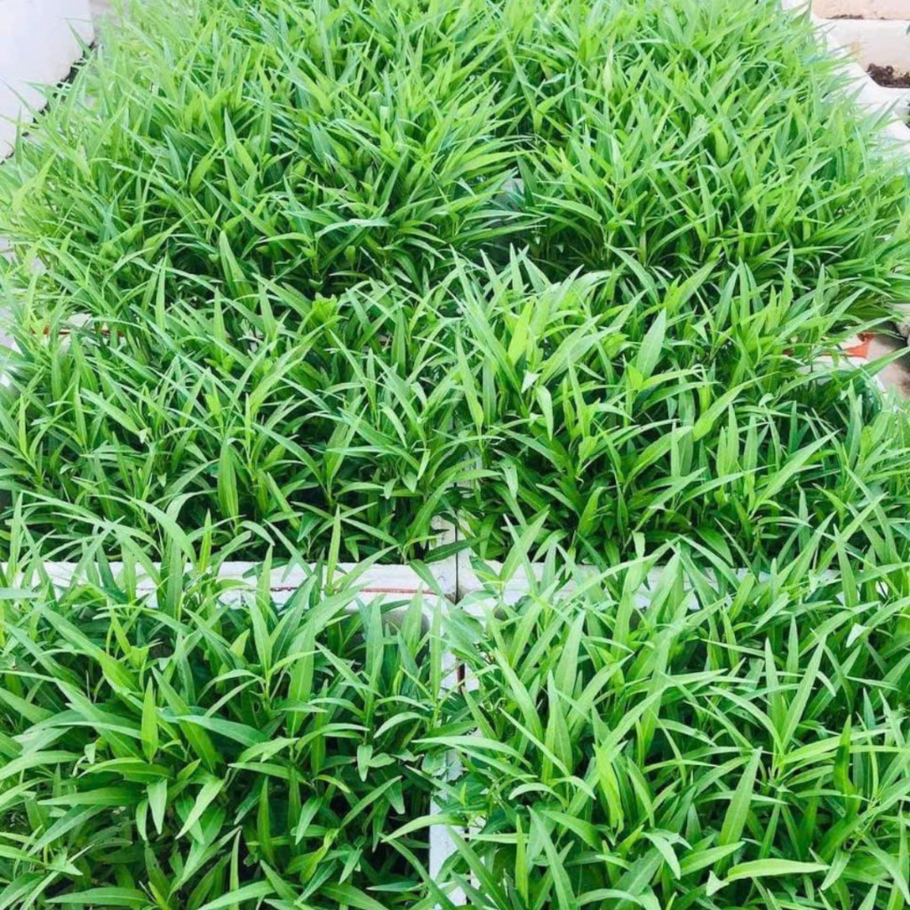 Hạt Giống Rau Muống Lá Tre Cao Sản – Giòn Ngọt, Dễ Trồng, Năng Suất Vượt Trội