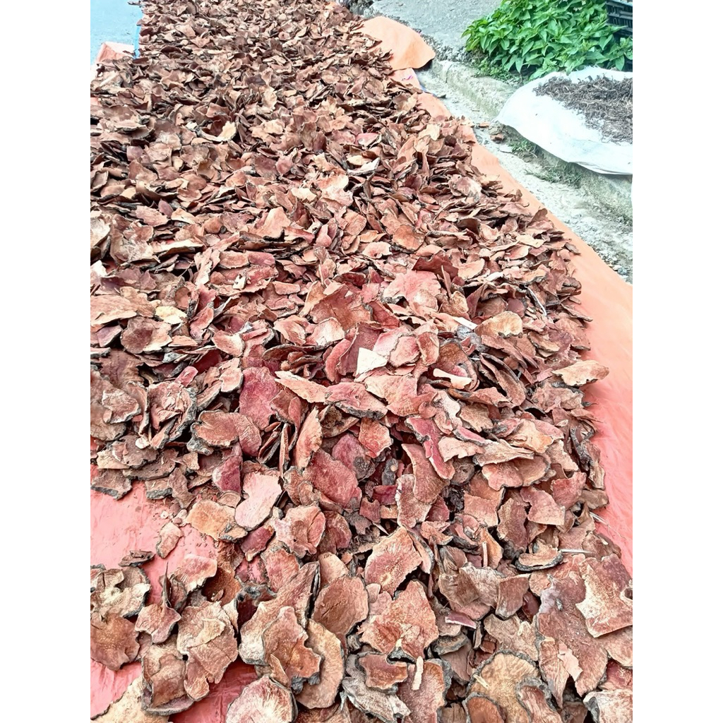 Khúc Khắc Đỏ Khô (Thổ Phục Linh) | Hàng Đẹp Sạch Thơm | Dược Liệu Tự Nhiên Tây Bắc