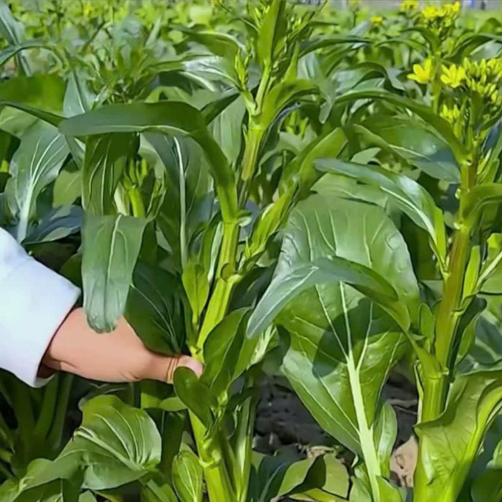 Hạt Giống Rau Cải Ngồng Xanh – Ngọt Mát, Giòn Non, Năng Suất Cao