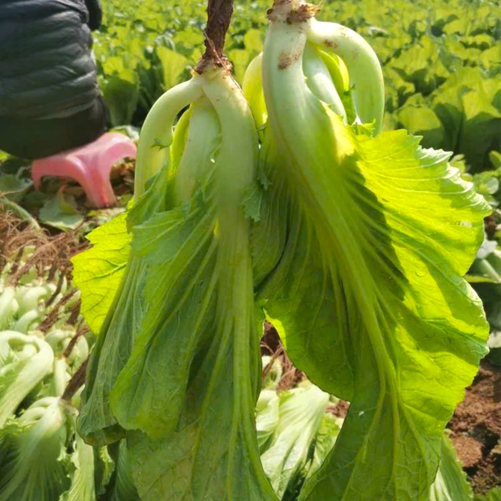Hạt Giống Cải Đông Dư (Cải Bẹ Dưa) , Lá To, Giòn, Dễ Trồng