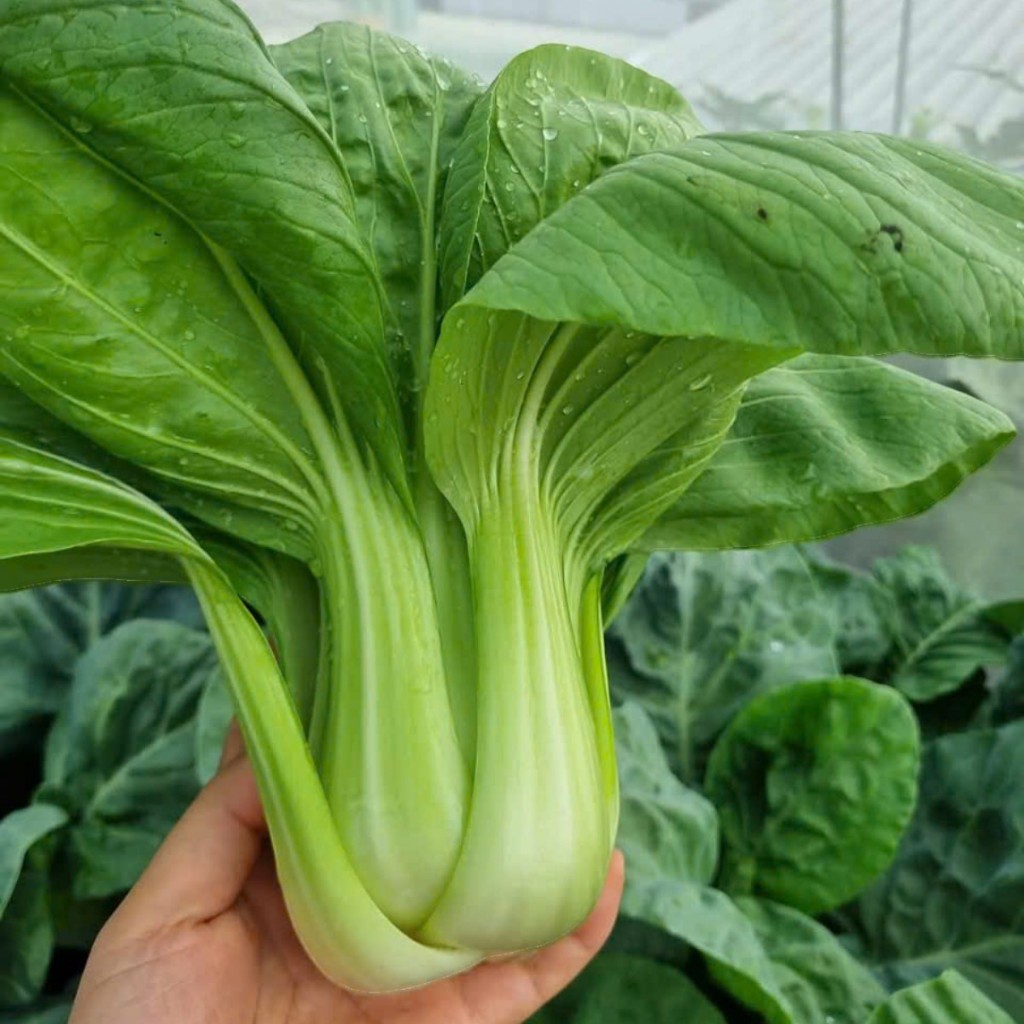 Hạt Giống Cải Thìa & Cải Chip – Rau Xanh Mát, Giòn Ngọt, Dễ Trồng, Năng Suất Cao