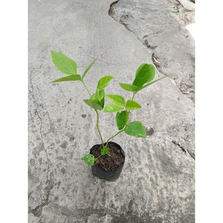 Combo 5 bầu dây đậu bún , bầu 2 dây