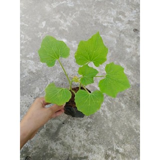 Combo 5 bầu dưa leo, bầu 2 dây, mua 10 tặng 1