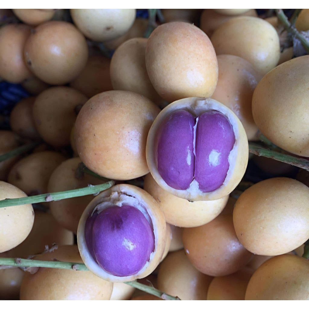 cây dâu da đất ( dâu ruột tím) bao chuẩn giống | Shopee Việt Nam
