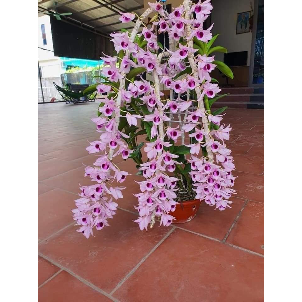 Phi Điệp Tím Siêu Hoa