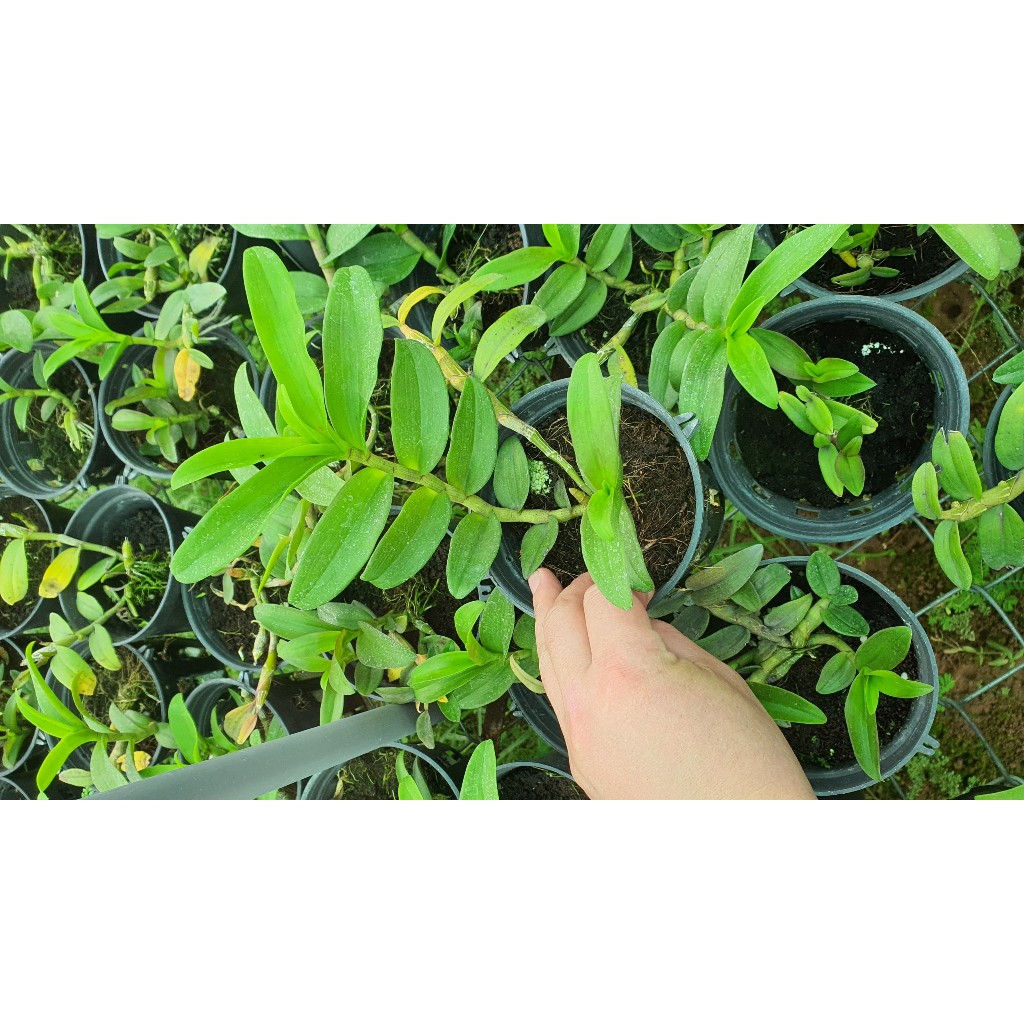 Phi Điệp Tím Siêu Hoa