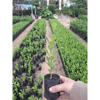cây chúc 6cây90k ( chanh thái) hấp gà hàng lựa