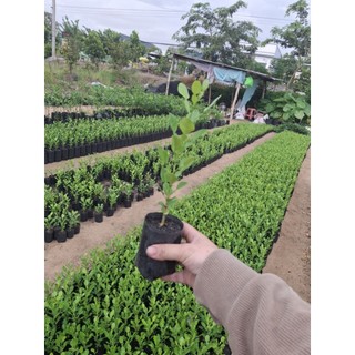 cây chúc 3 cây50k ( chanh thái) hấp gà hàng lựa