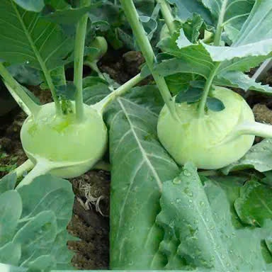 Hạt Giống Su Hào Xanh & Tím F1 – Dễ Trồng, Giòn Ngọt, Nảy Mầm Cao