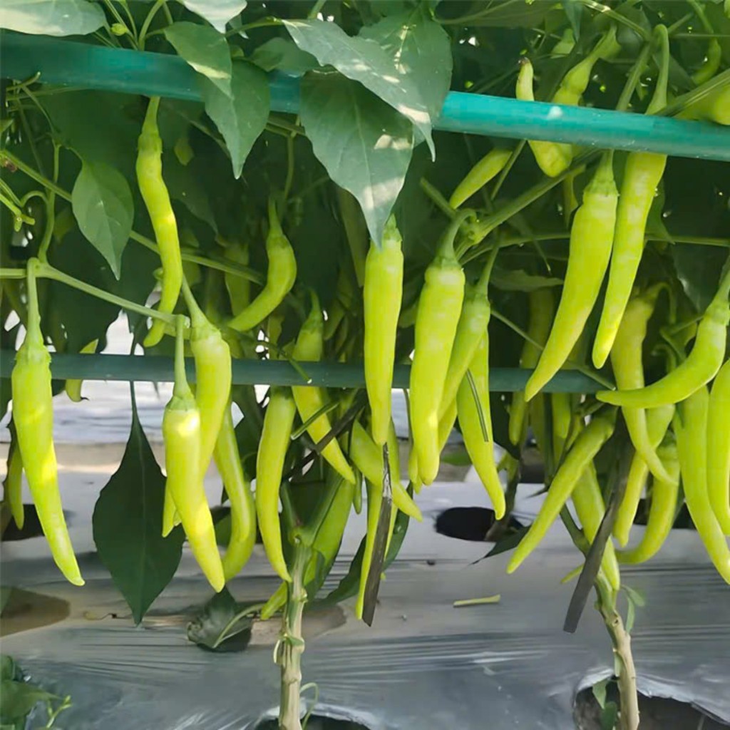 Hạt Giống Ớt Huế, Ớt Sừng – Cây Khỏe, Trái Sai, Nảy Mầm Cao