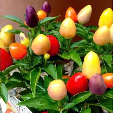 Hạt Giống Ớt Bàn Đào , Trái Đẹp, Cay Ngon, Nảy Mầm Cao