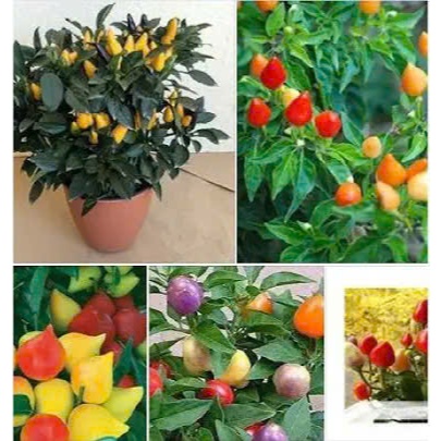 Hạt Giống Ớt Bàn Đào Giống Mới  Trồng Chậu hoặc Vườn