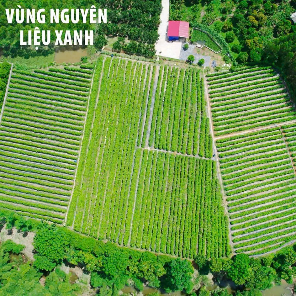 Cặp Dầu Gội Xả Thảo Dược Sâm Nam Núi Dành – Dưỡng Tóc Chắc Khỏe, Suôn Mượt – Mua Ngay