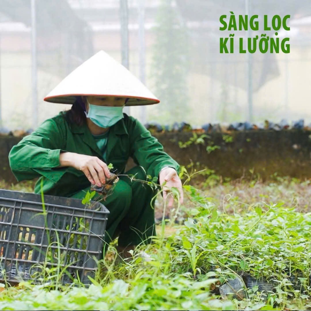 Cặp Dầu Gội Xả Thảo Dược Sâm Nam Núi Dành – Dưỡng Tóc Chắc Khỏe, Suôn Mượt – Mua Ngay