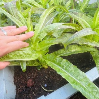 Hạt Giống Rau Diếp Thơm – Thu Hoạch Nhanh, Vị Ngọt Thanh, 500 hạt