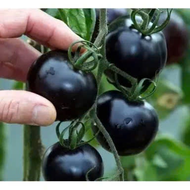 Hạt Giống Cà Chua BI , cà chua BI Socola – Giống Cao Cấp, Dễ Trồng
