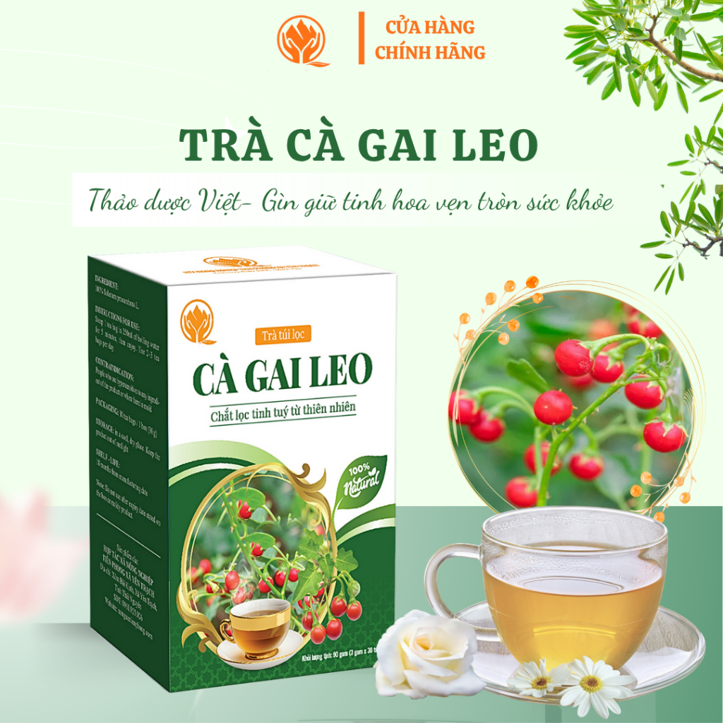 Trà túi lọc Cà gai leo - Thanh nhiệt giải độc mát gan