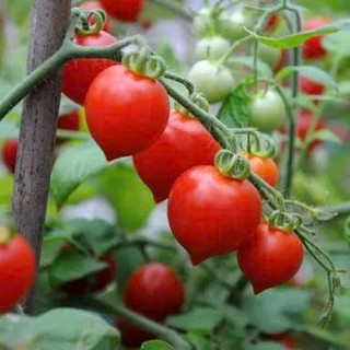 Hạt Giống Cà Chua Trái Tim Đỏ & Cà Chua Trái Tim Vàng – Quả Đẹp, Ngọt Thanh