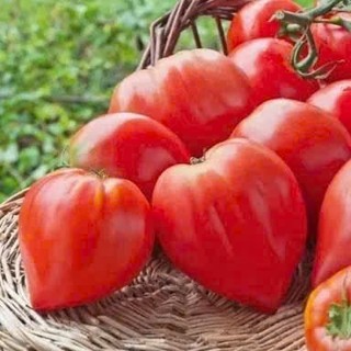 Hạt Giống Cà Chua Trái Tim Đỏ & Cà Chua Trái Tim Vàng – Quả Đẹp, Ngọt Thanh