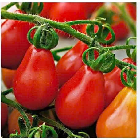 Hạt Giống Cà Chua cherry Đỏ,  Vàng || Ngọt Mọng, Dễ Trồng, Năng Suất Cao