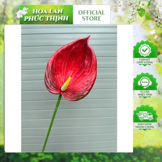 🌺 Cành hồng môn đại cao su – Thương hiệu Hoa Lan Phúc Thịnh 🌺