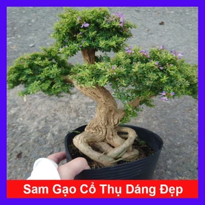 Chậu Cây Linh Sam Bonsai - cây cổ thụ gốc to dáng đẹp 5 năm tuổi - cây cảnh sân vườn