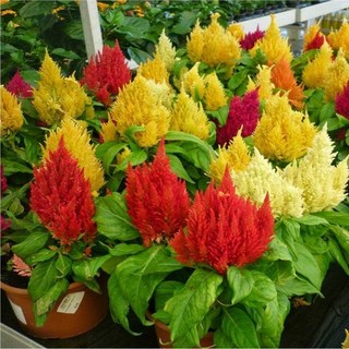 Hạt Giống Hoa dễ trồng, trồng quanh năm, tỉ lệ nảy mầm cao-Hạt Giống Gia Đình