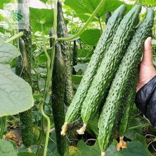 Hạt Giống Các Loại Cây Ăn Trái, dễ trồng , năng xuất cao, sinh trưởng phát triển khoẻ