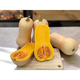 Hạt Giống Các Loại Cây Ăn Trái, dễ trồng , năng xuất cao, sinh trưởng phát triển khoẻ