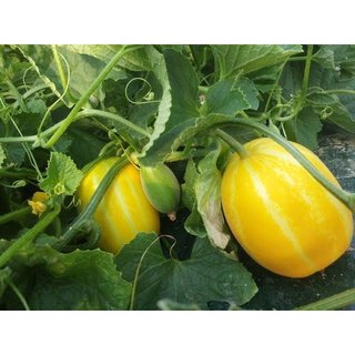 Hạt Giống Các Loại Cây Ăn Trái, dễ trồng , năng xuất cao, sinh trưởng phát triển khoẻ