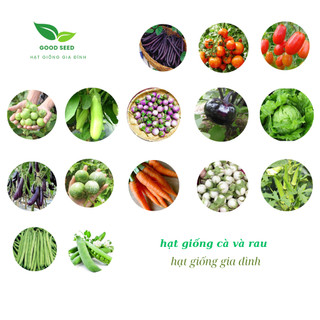 Hạt giống cà và các loại rau, ớt , dễ trồng dễ chăm, năng xuất cao-Hạt Giống Gia Đình