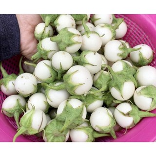 Hạt giống cà và các loại rau, ớt , dễ trồng dễ chăm, năng xuất cao-Hạt Giống Gia Đình
