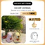 Heo Đất Capybara Bát Tràng – Gốm Cute Trang Trí