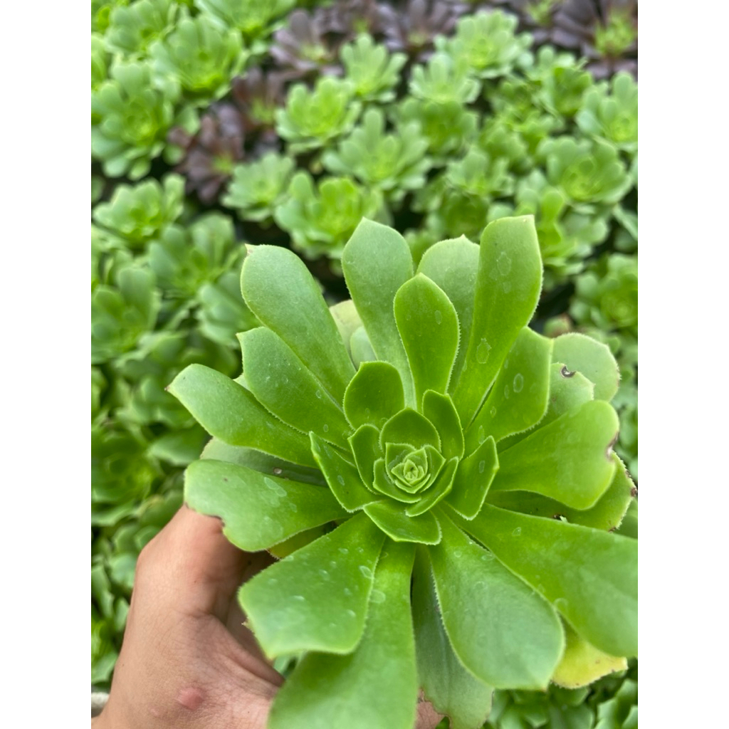 Sen đá Aeo xanh LINHDAN GARDEN size bầu 5-7cm.  Lỗi 1 đổi 1!