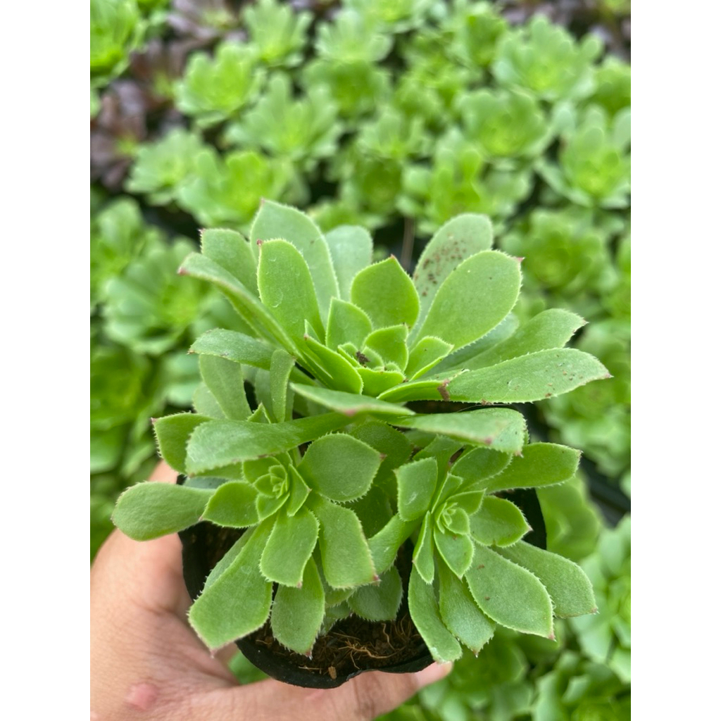 Sen đá Aeo xanh LINHDAN GARDEN size bầu 5-7cm.  Lỗi 1 đổi 1!