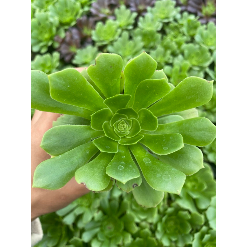 Sen đá Aeo xanh LINHDAN GARDEN size bầu 5-7cm.  Lỗi 1 đổi 1!