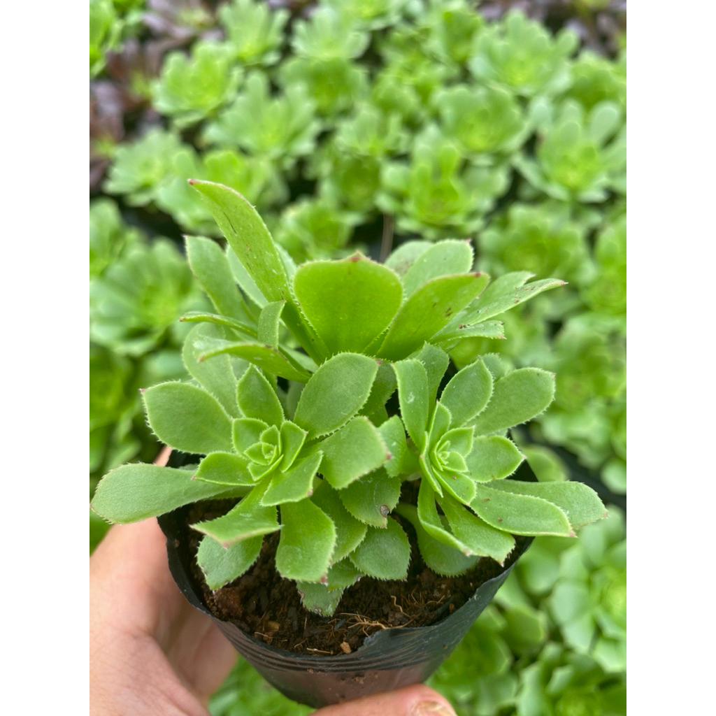 Sen đá Aeo xanh LINHDAN GARDEN size bầu 5-7cm.  Lỗi 1 đổi 1!