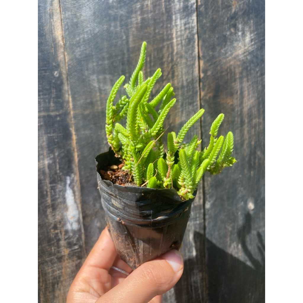Sen đá trúc xanh size bầu 5cm LINHDAN GARDEN, lỗi 1 đổi 1